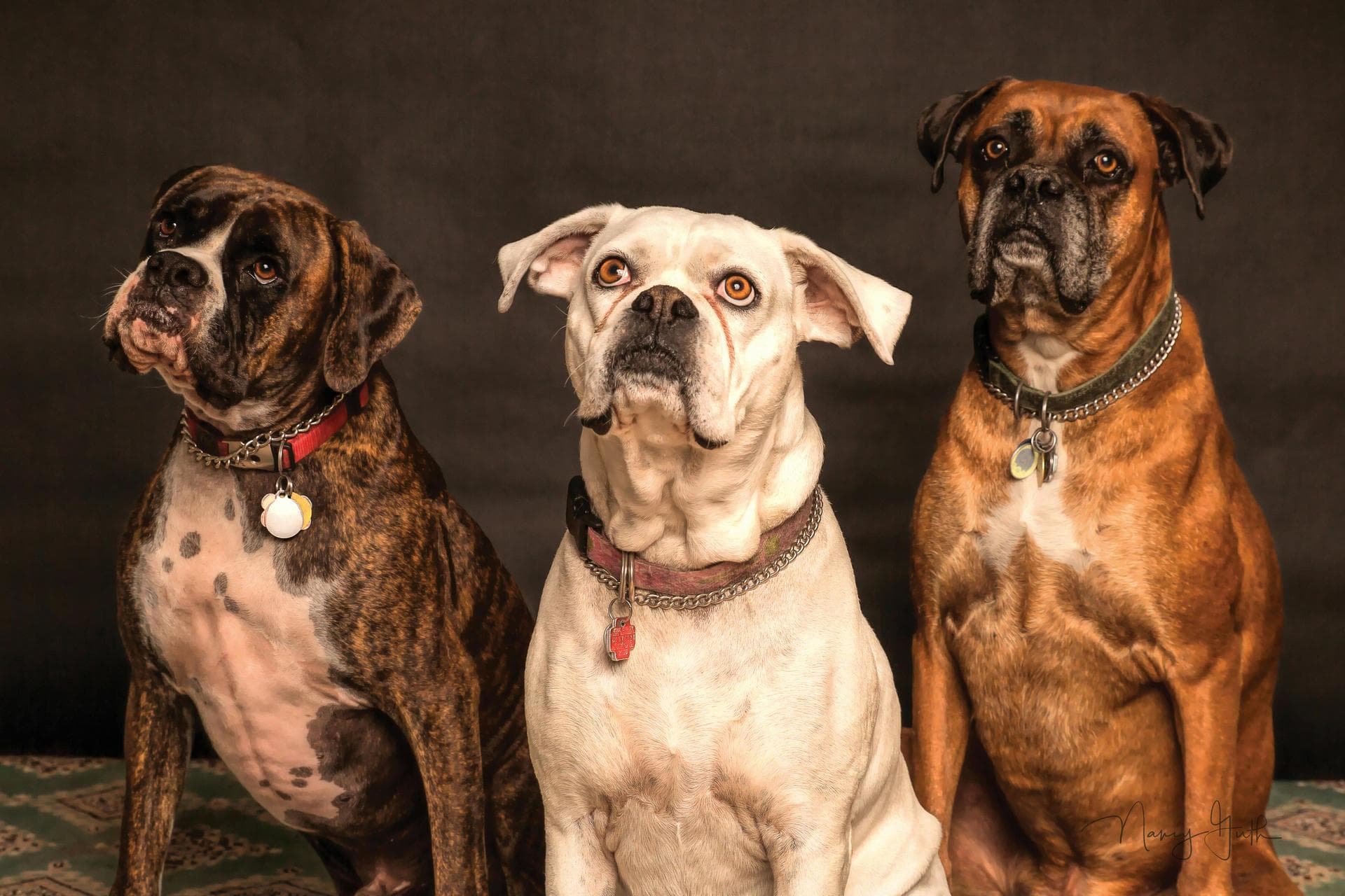 Emergency vets in Raleigh